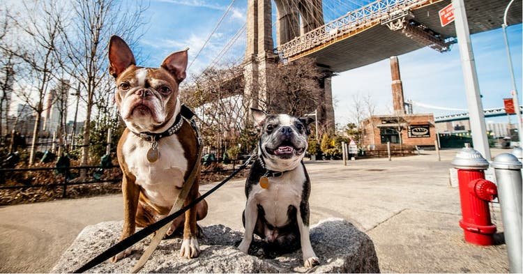 About PetSalesNY