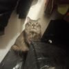 Beautiful Main coon