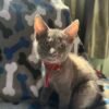 Scottish Russian blue mix kittens