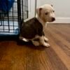 American Pitbull Terrier